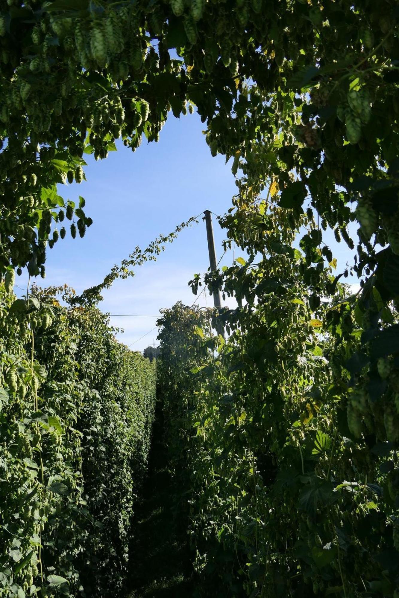Ferienhof Hopfgaertle Mueller Bodnegg Exterior foto